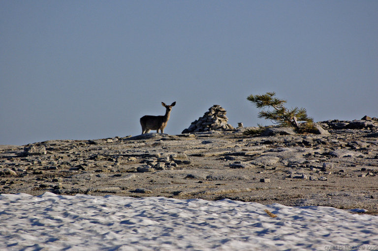 Deer on El Capitan summit