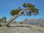 Tree on Mt Watkins, Tenaya Peak
