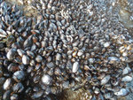 Mussels, Secret Beach Arch